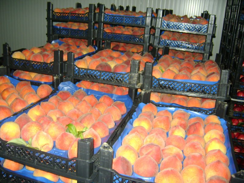 FRESH PEACH FROM TURKEY