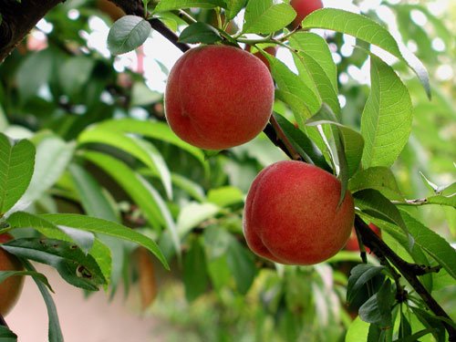 Peach
