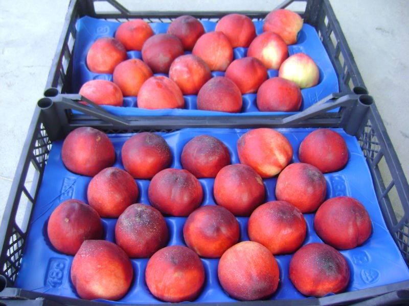 FRESH NECTARINE FROM TURKEY