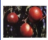 Sunlite Nectarines