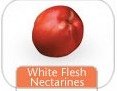 white  fresh   nectarine s