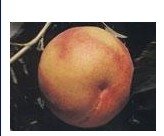 Novadonna Peaches