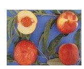 Margarets Pride Nectarines