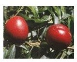 Fiesta Red Nectarines