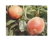  San   Pedro  Peaches