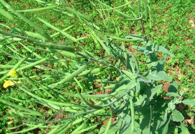Green and Yellow Mung Beans For Global  Export s