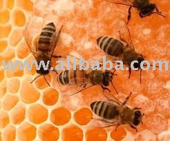 honey bees,natural honey