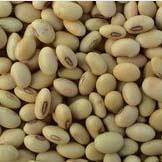Yellow Soybeans for  Grow ing  Sprouts 