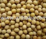 soya   beans   grain 