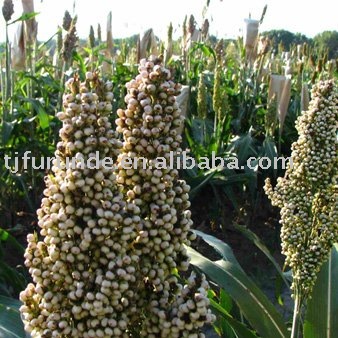 white sorghum