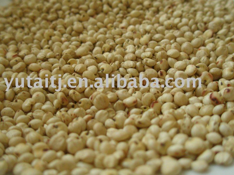 Chinese sorghum