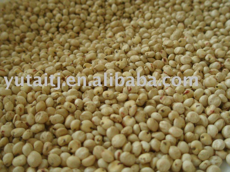 White sorghum