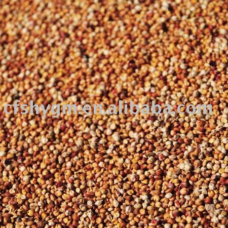 red sorghum