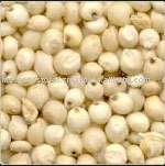 WHITE SORGHUM SEEDS