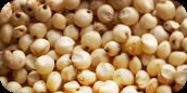 sorghum from sudan