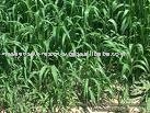 Sorghum Seeds Exporter Moon Star Seeds Stores
