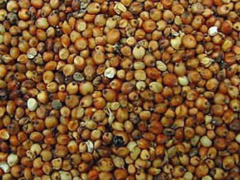 Indian Sorghum