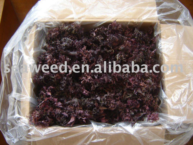 Red seaweed