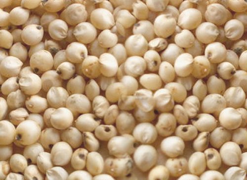 Sorghum seeds