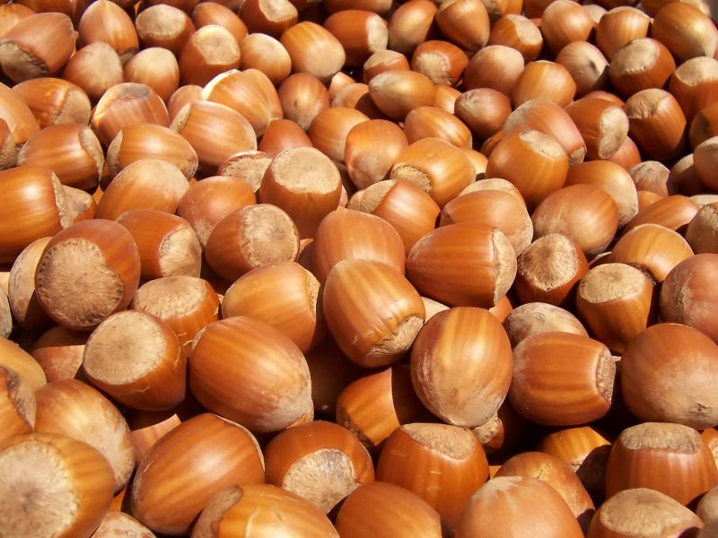RAW DRIED QUALITY HAZELNUTS