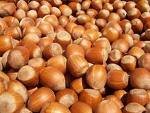  Hazelnuts  For Sale at Good  price s