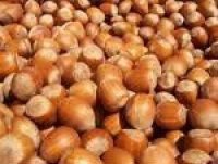 natural hazelnut