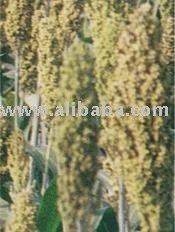 Sorghum Forage Heera