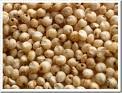 Sorghum grains available for sale