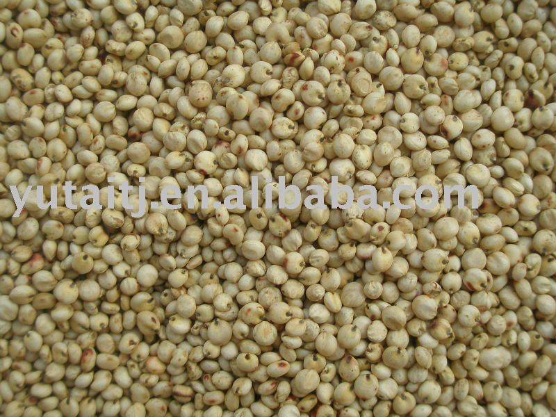 Sorghum