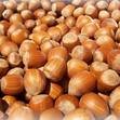 Hazel Nuts.