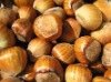  Hazelnuts  Available , Best  Price 