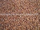 hazelnut without shell