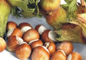 Shelled Hazelnut
