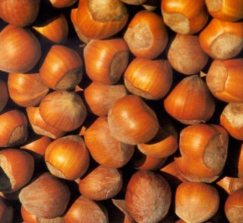 Hazelnuts in shell
