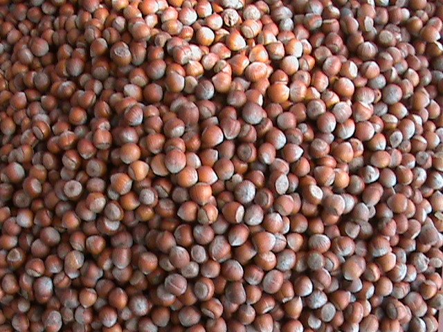 Hazel nuts in shell