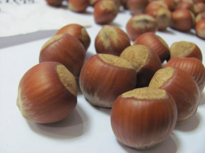 Provide Export and Import Hazelnut II