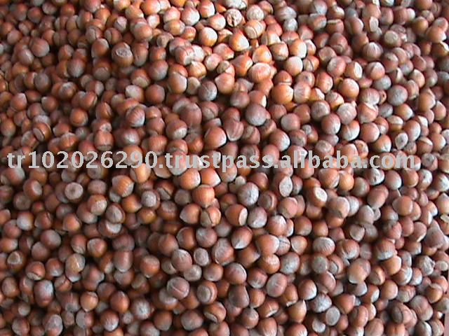 hazel nuts