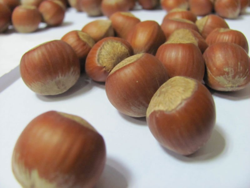 Provide Export and Import Hazelnut I
