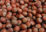 Premium Quality Shelled Hazelnuts from Turkey