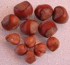 Hazel Nuts