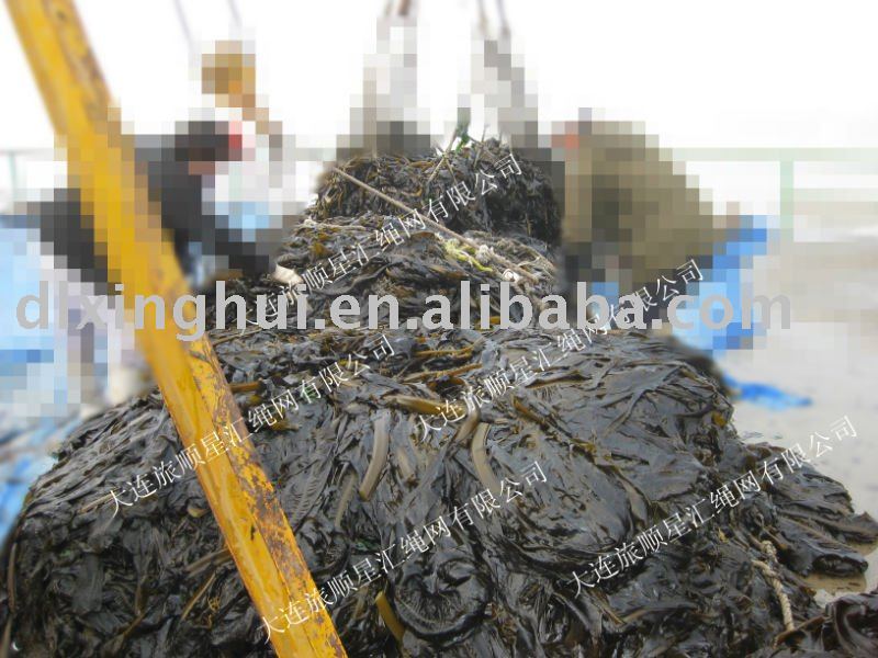 delicious seaweed