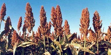 Red Sorghum
