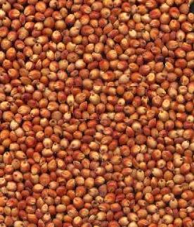 RED SORGHUM