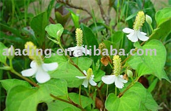 chameleon extract