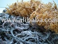 Dried  Raw   Seaweed s (eucheuma cottoni)