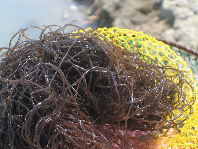 gracilaria seaweed