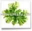Ulva (Ulva lactuca)
