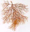 Dried Seaweed