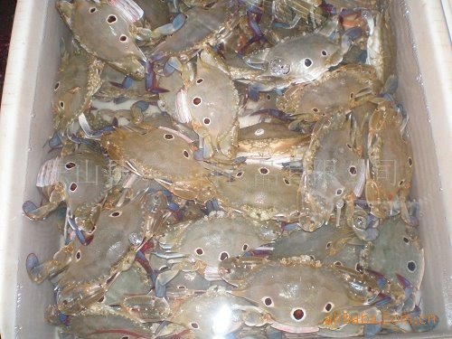 Frozen three-spotted crab