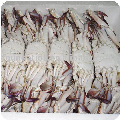 swimming crab